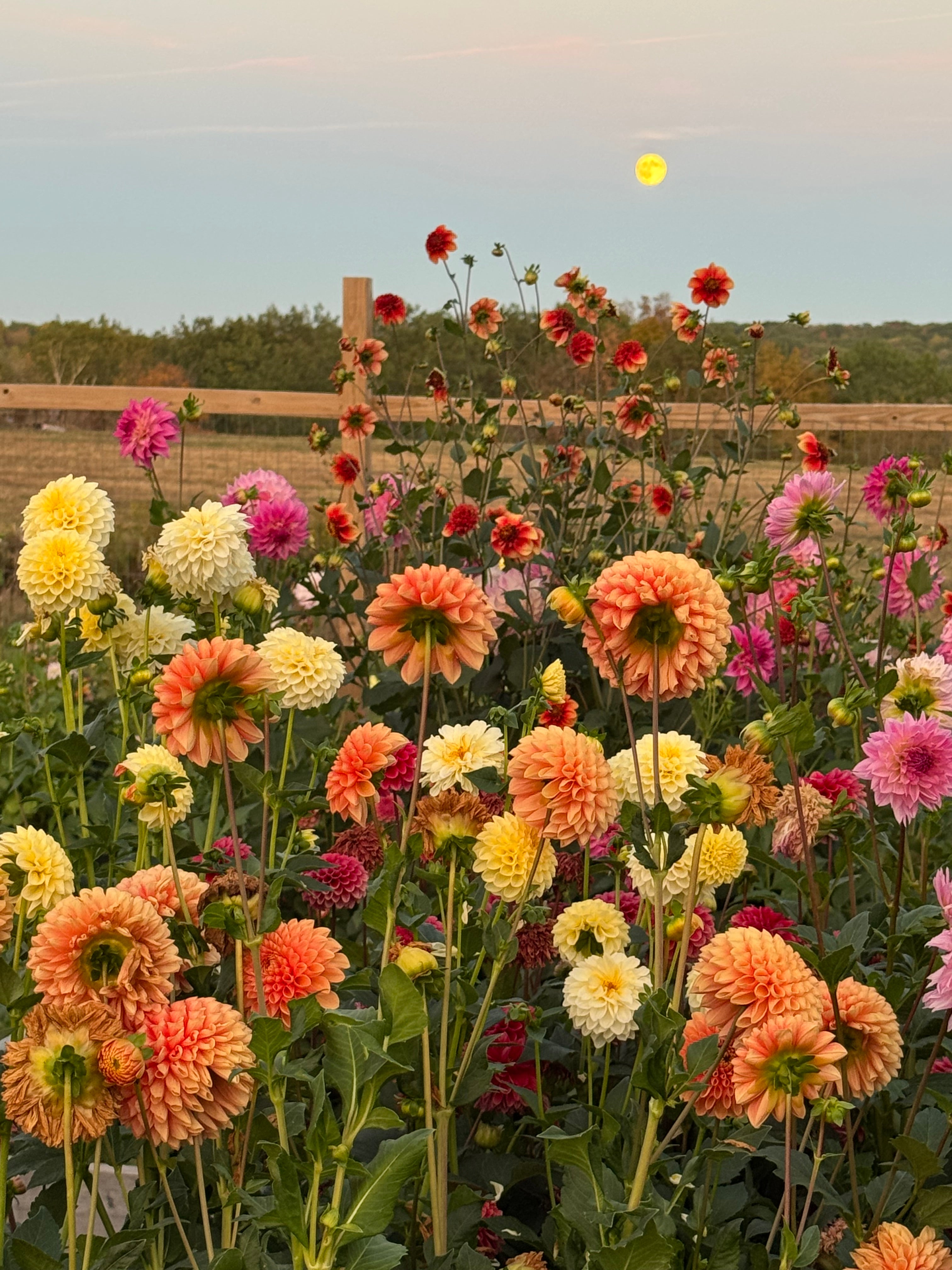 Fire Magic Dahlia Tuber