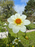 Alpen Cherub Dahlia Tuber