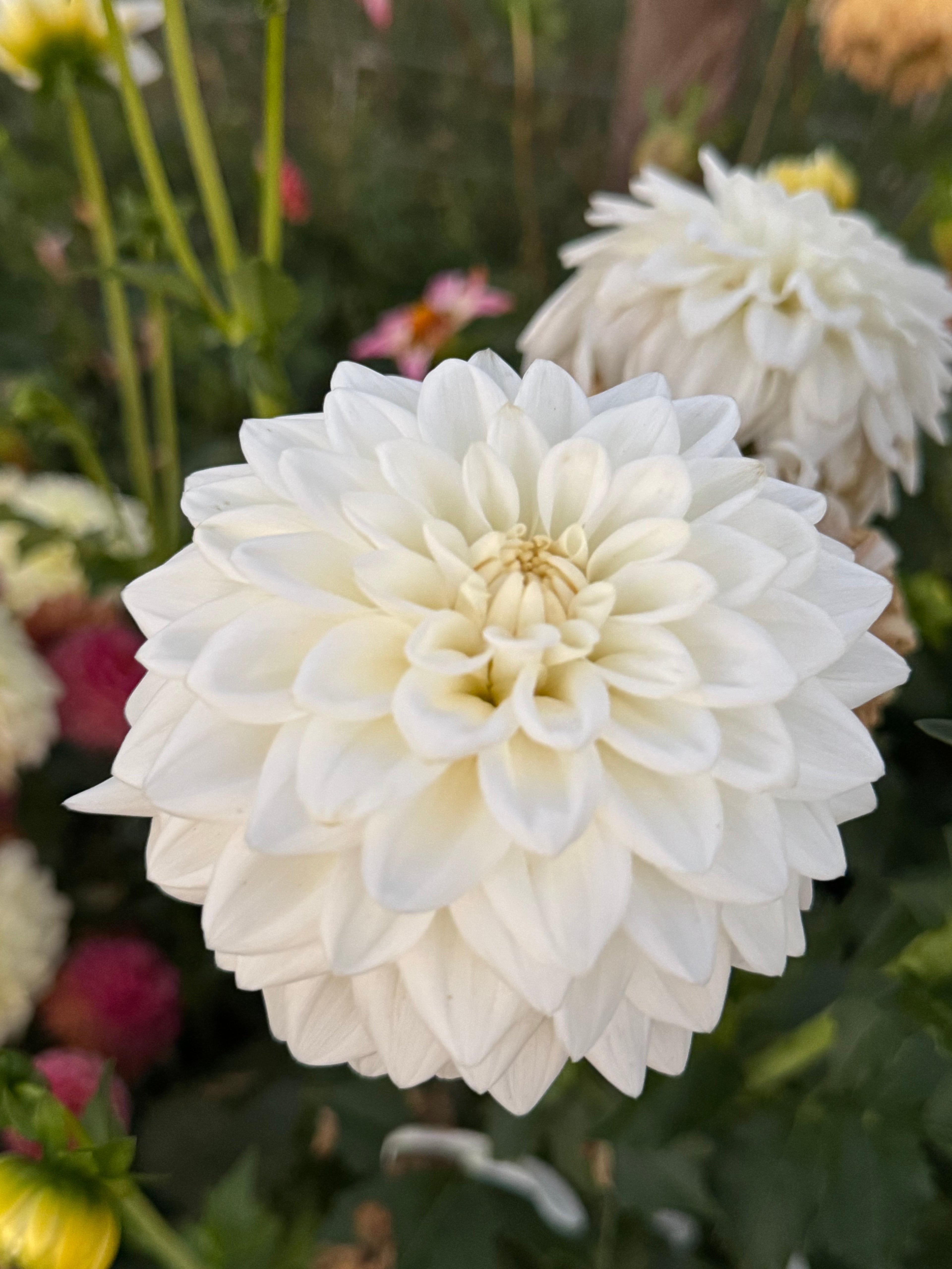 Blizzard Dahlia Tuber