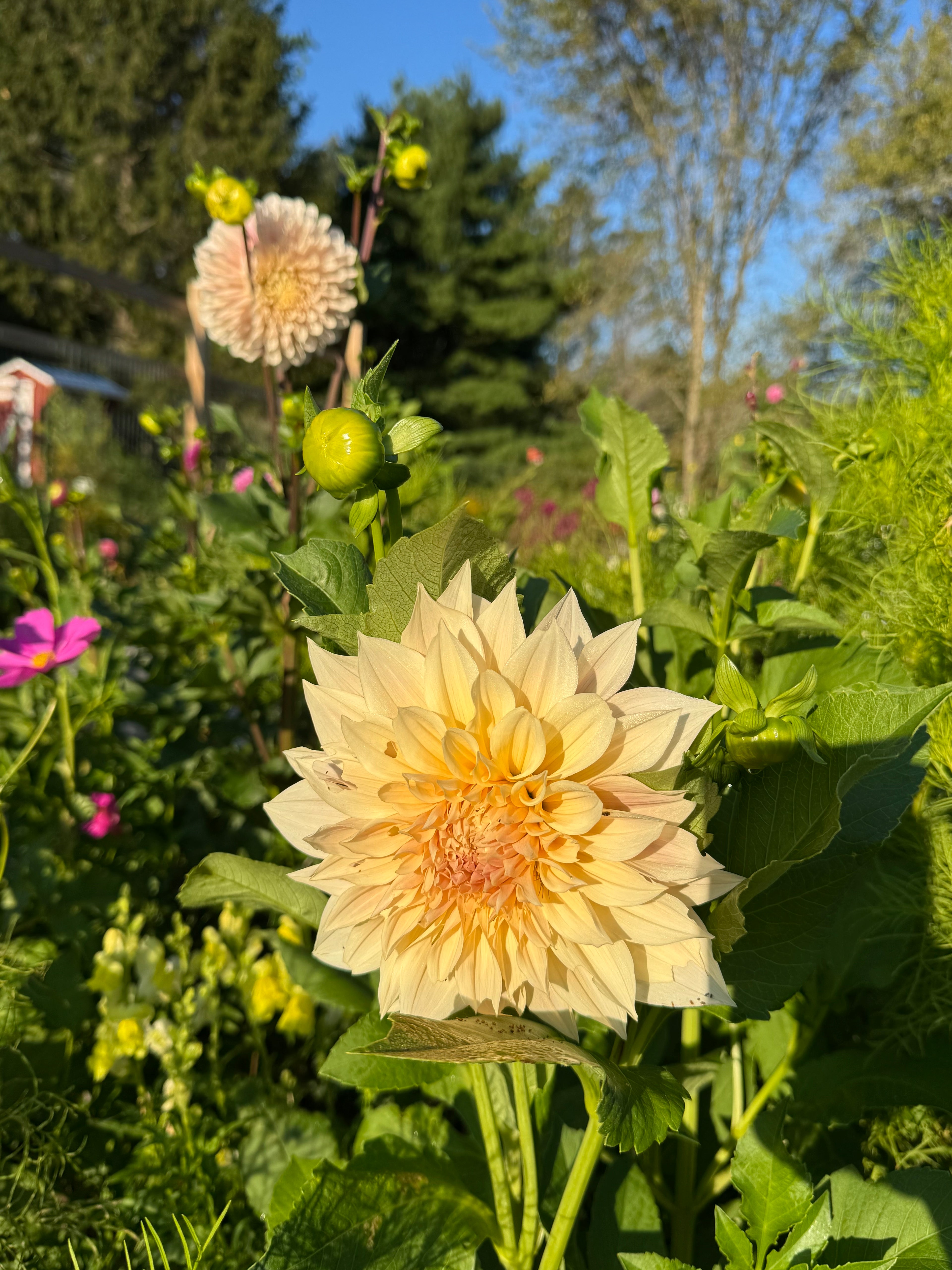 Cafe Au Lait Dahlia Tuber