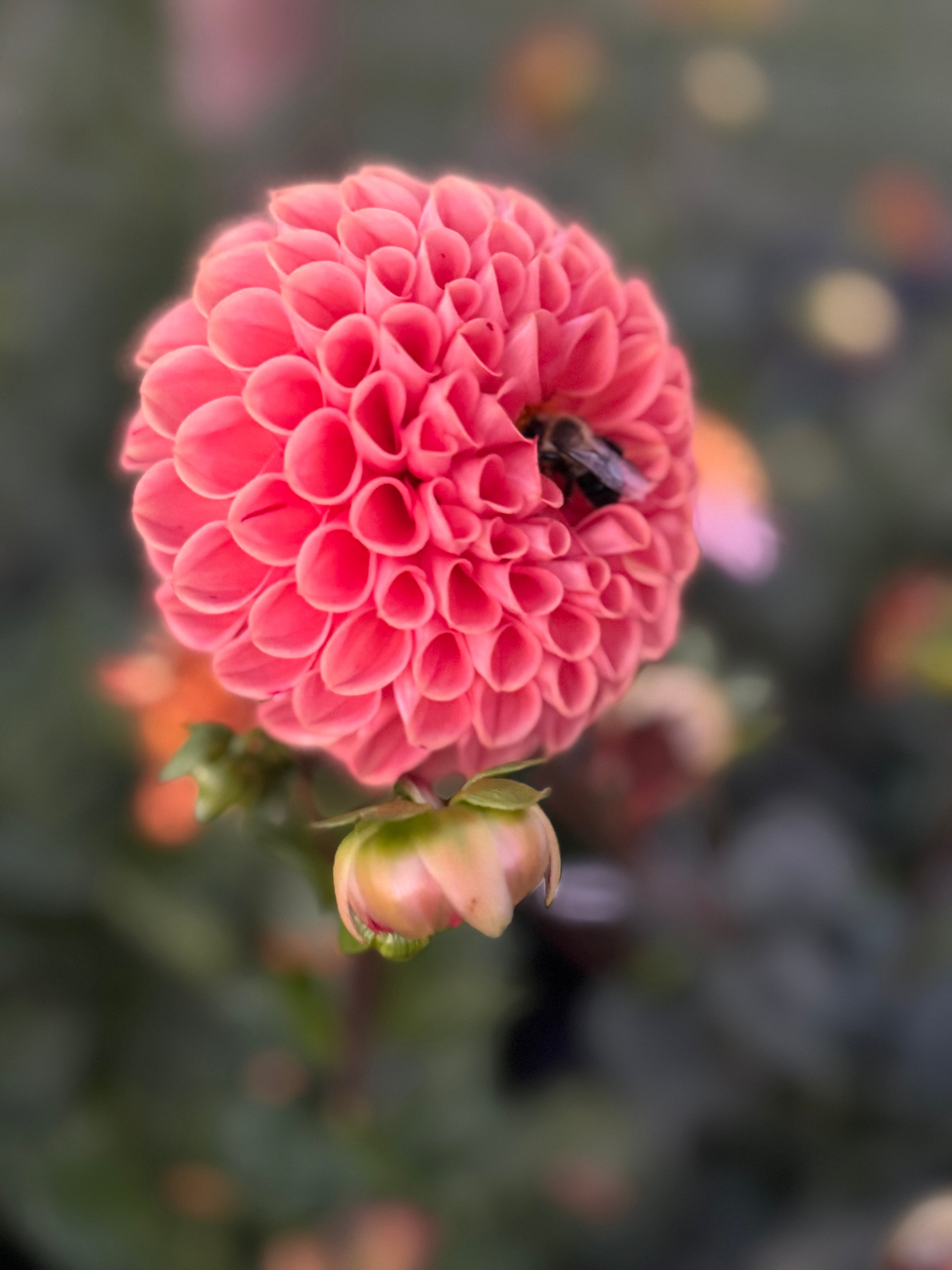 Caitlin's Joy Dahlia Tuber