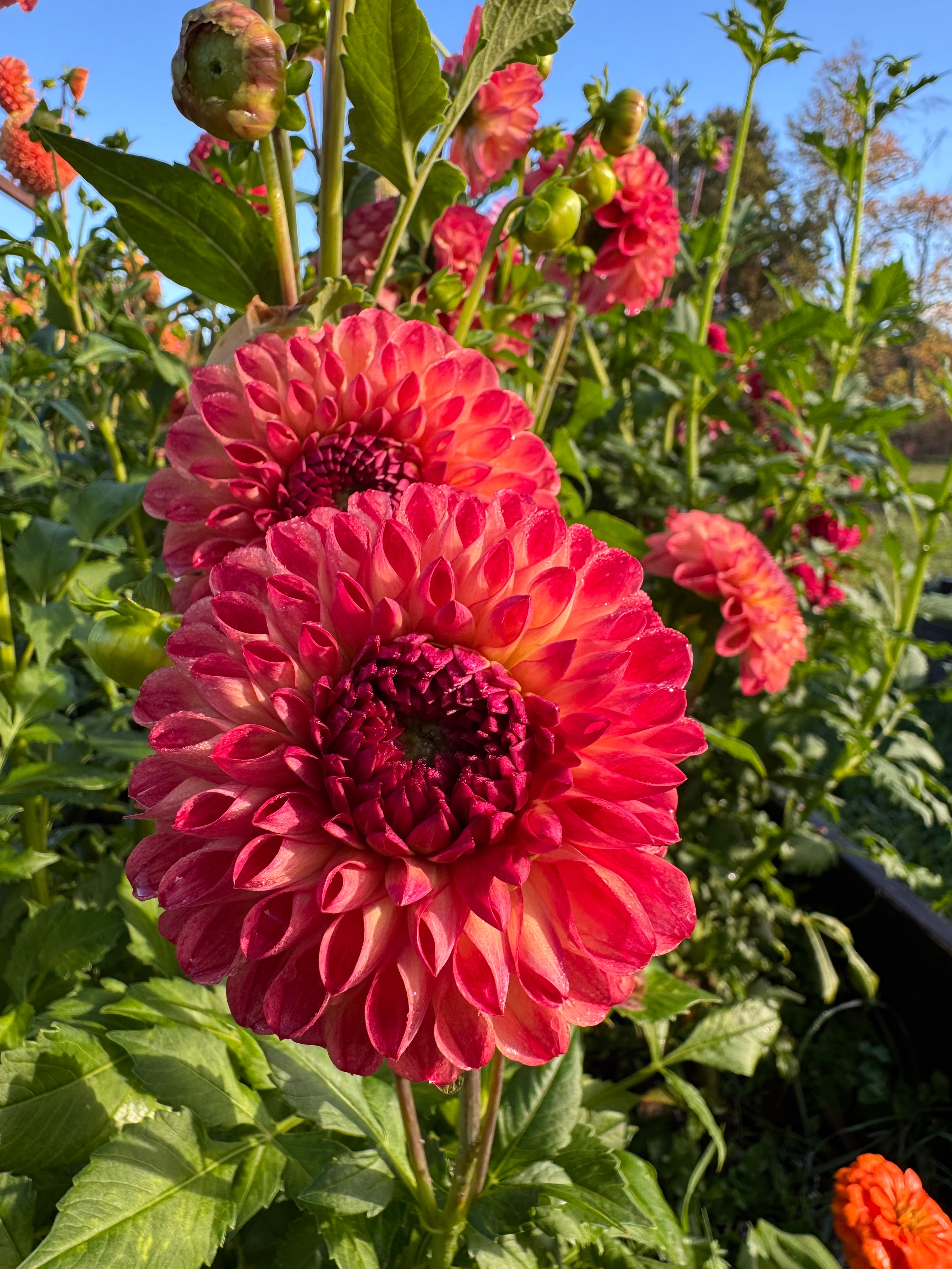 Camano Modor Dahlia Tuber