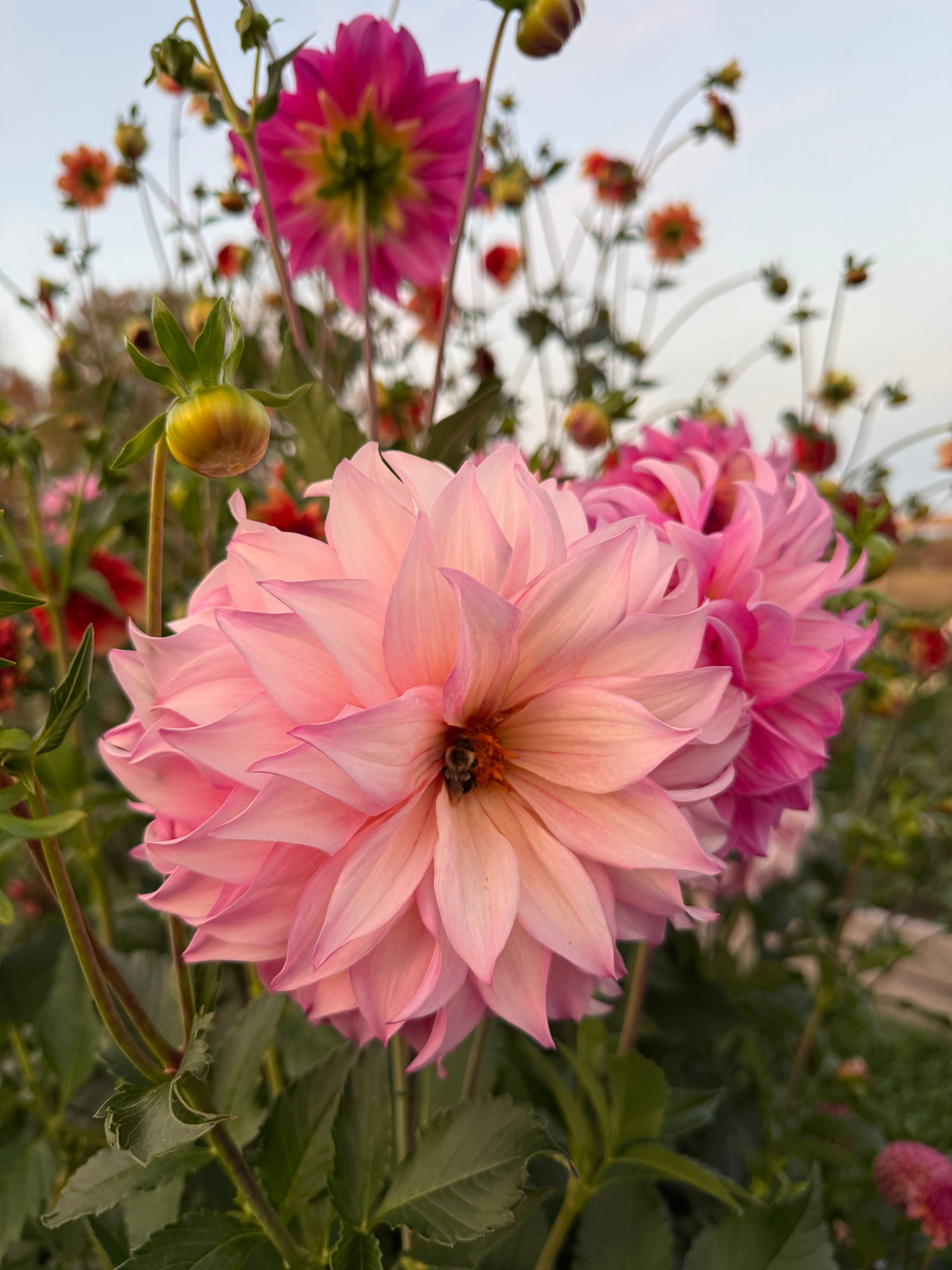 Colorado Classic Dahlia Tuber
