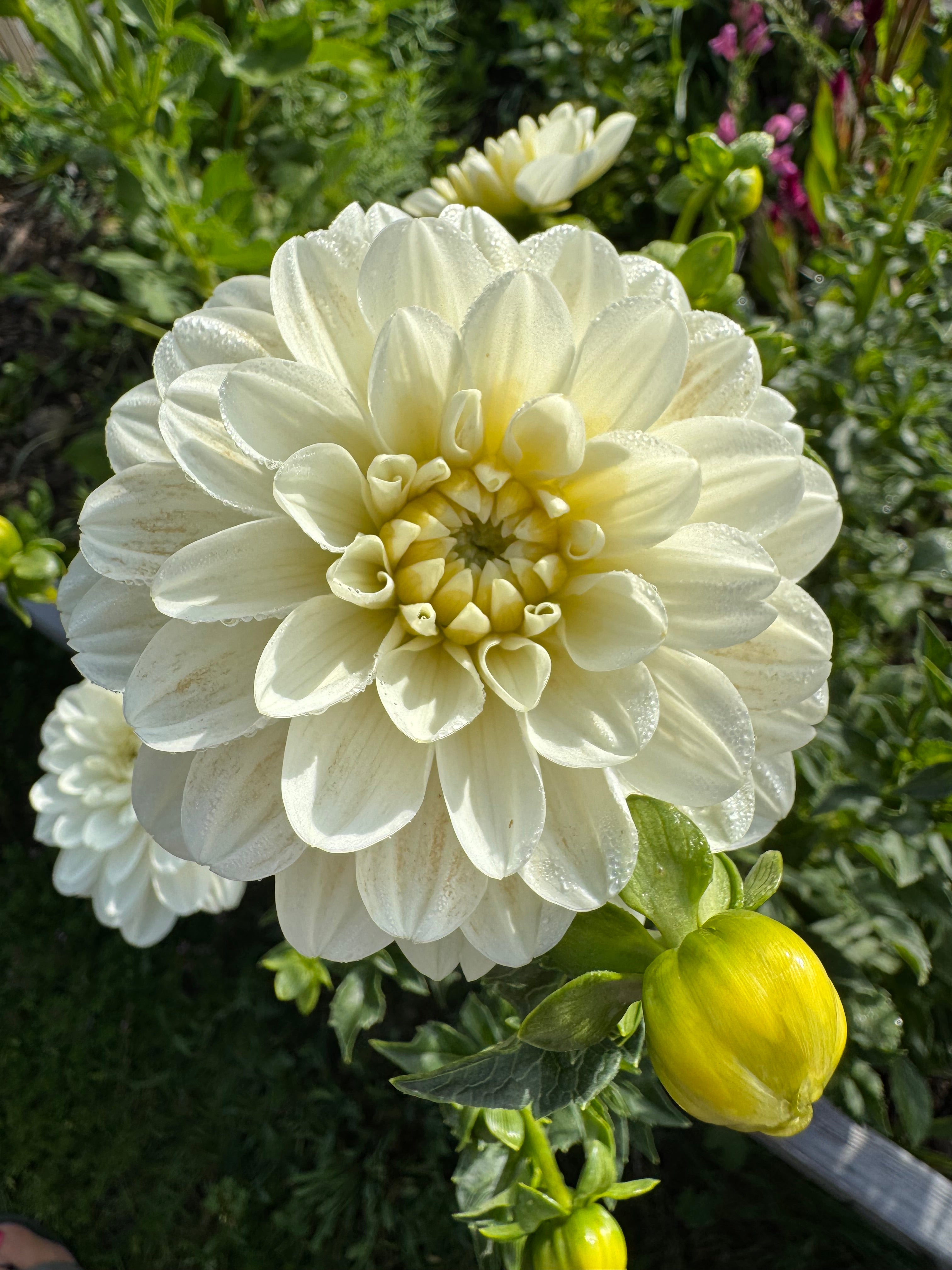 Creamy Dahlia Tuber