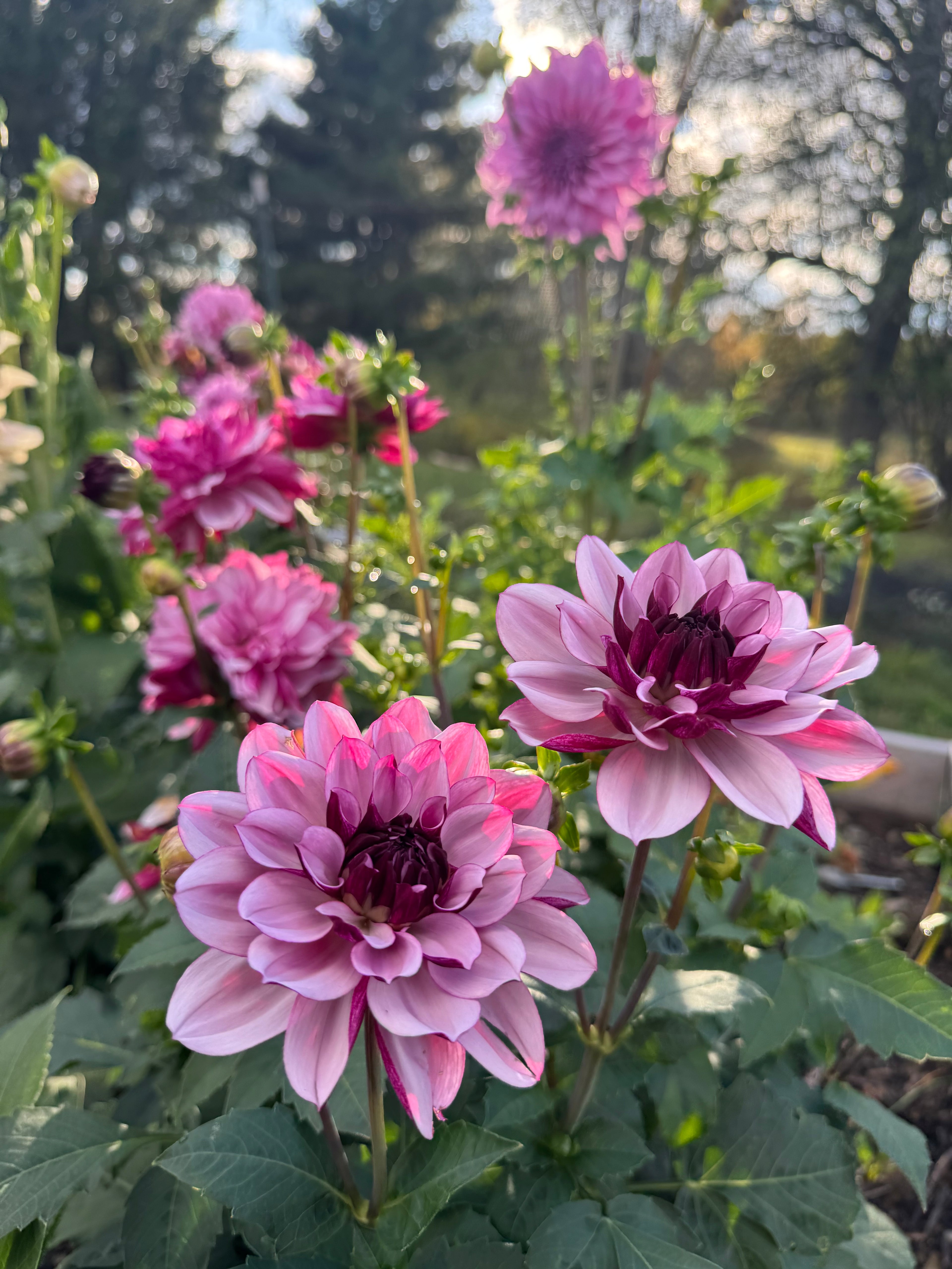 Creme de Cassis Dahlia Tuber