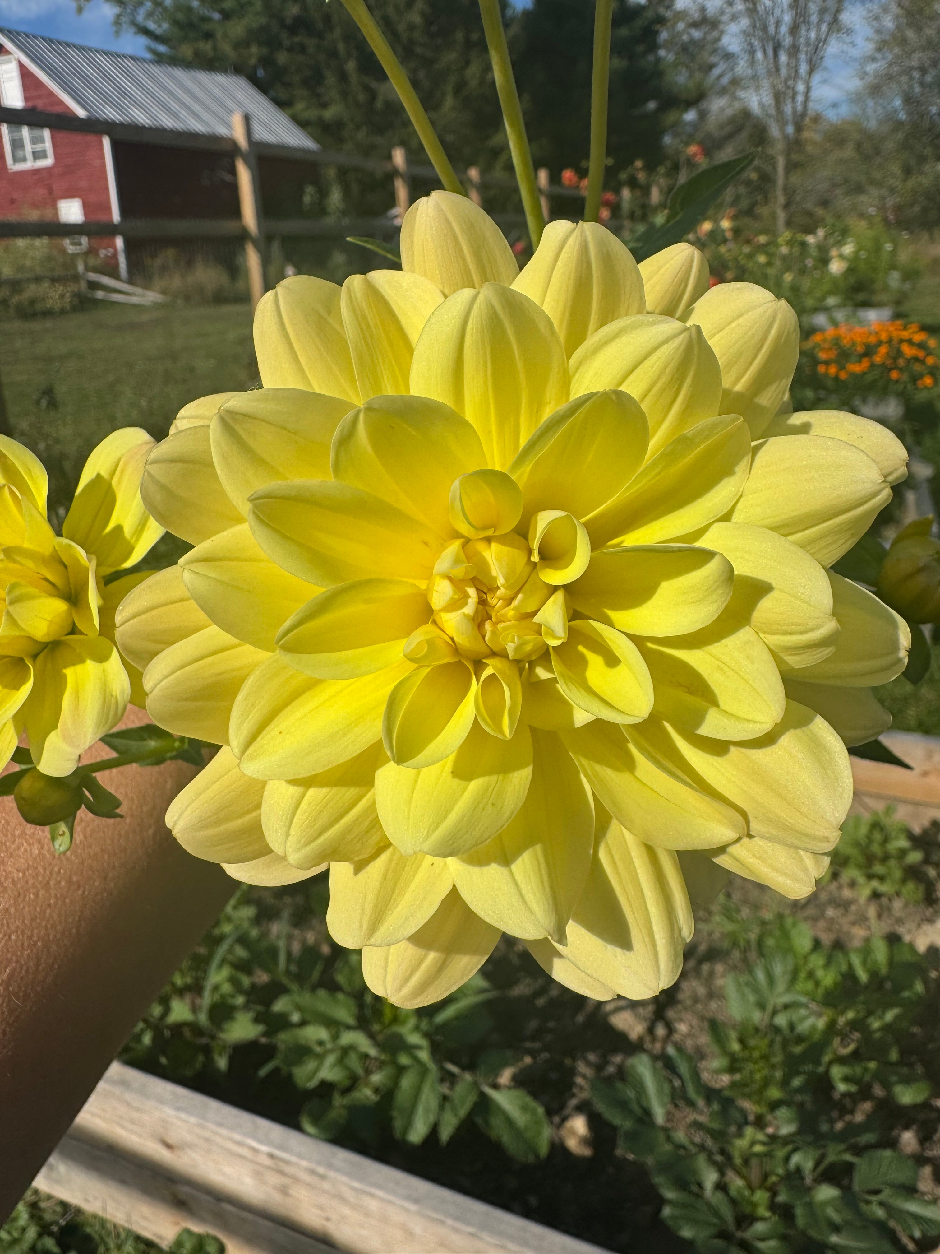 Daydreamer Dahlia Tuber