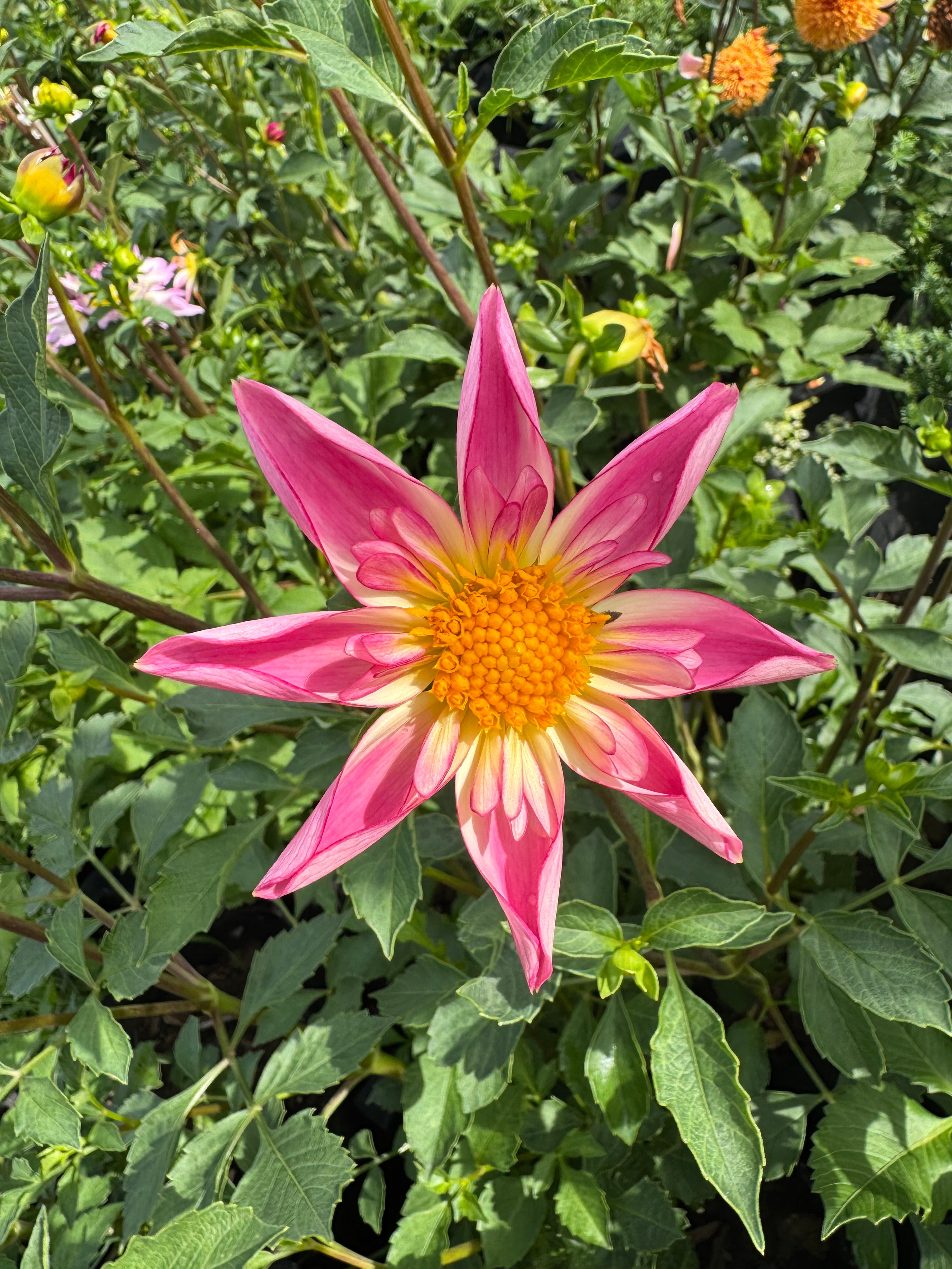 Fancy Pants Dahlia Tuber