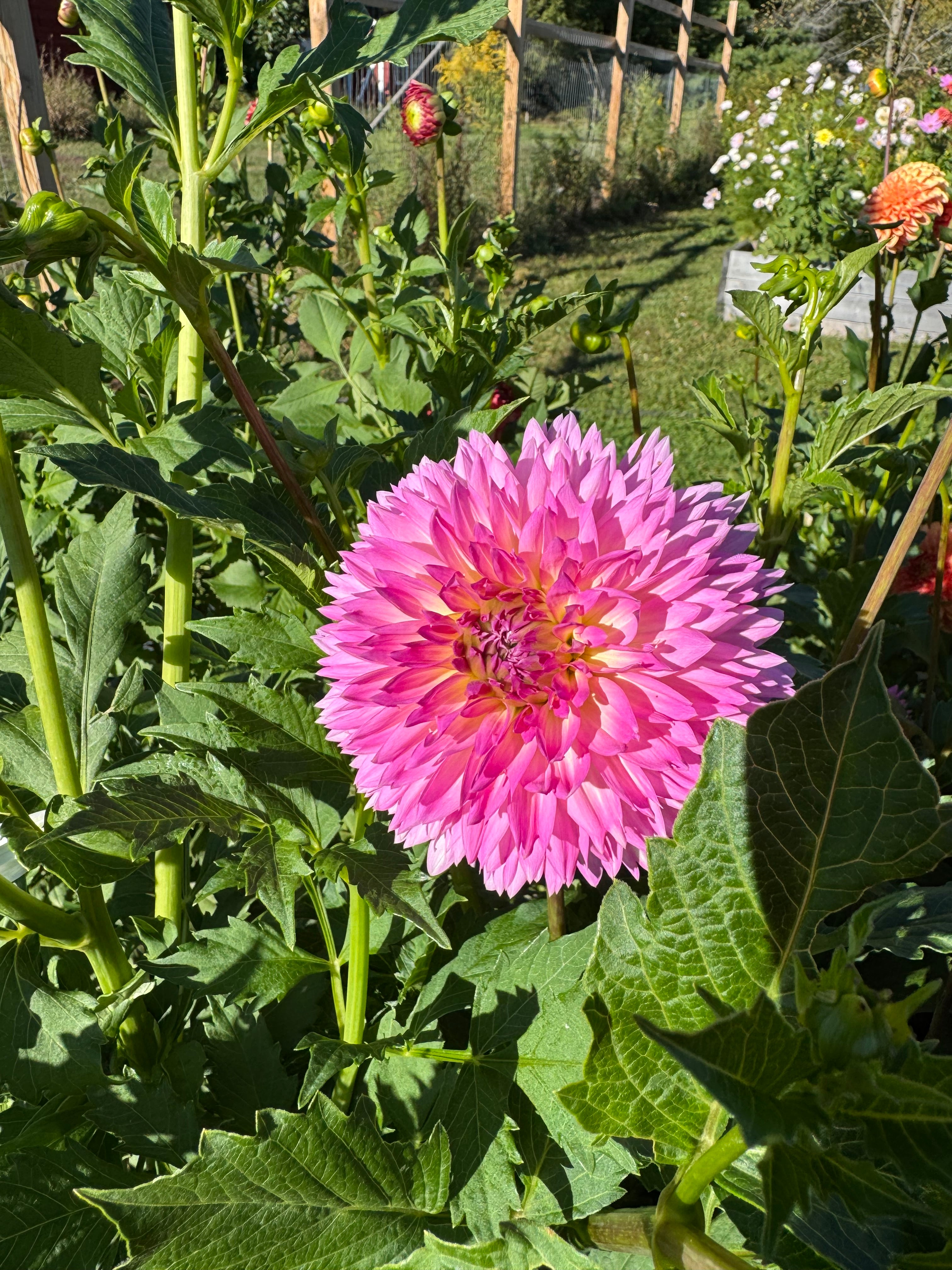 Fubuki Sakura Dahlia Tuber