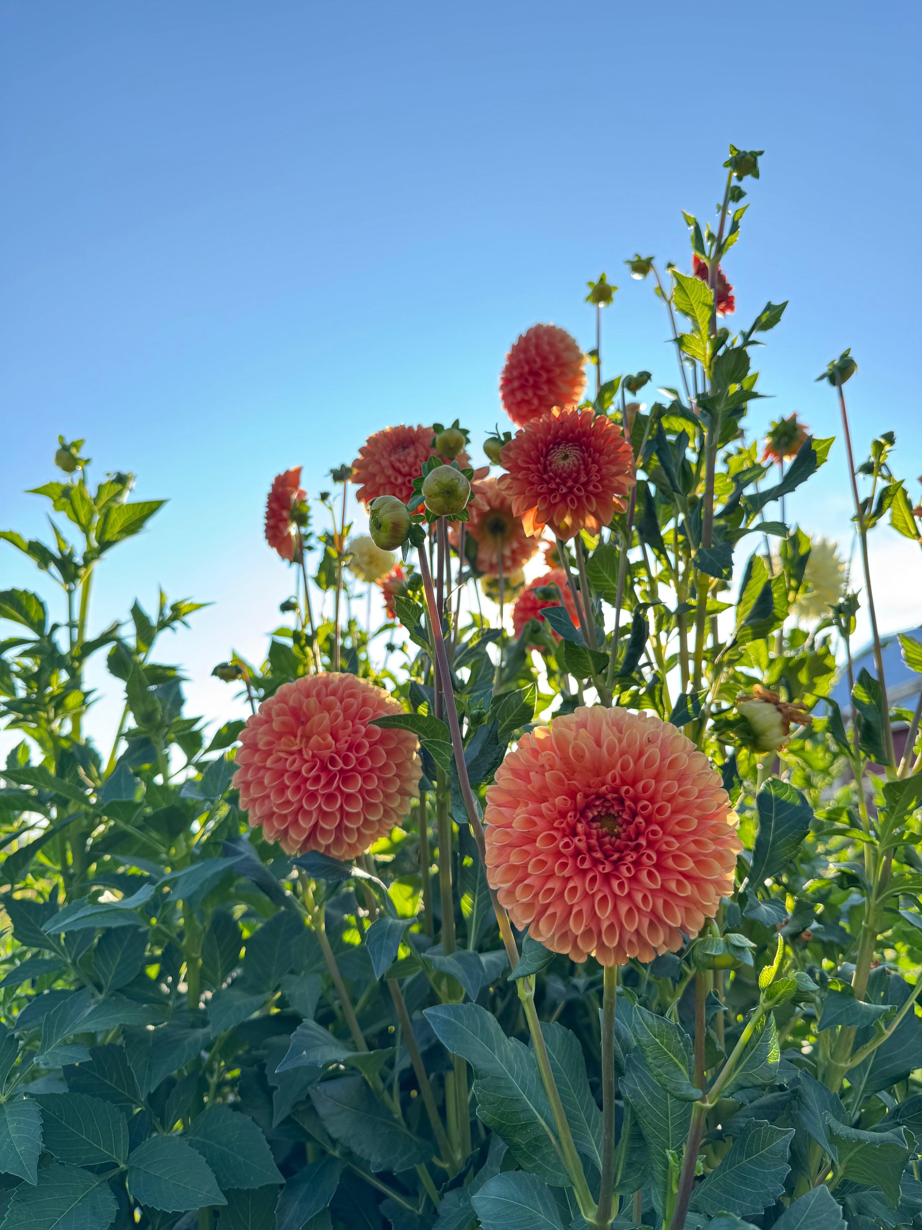 Jowey Linda Dahlia Tuber