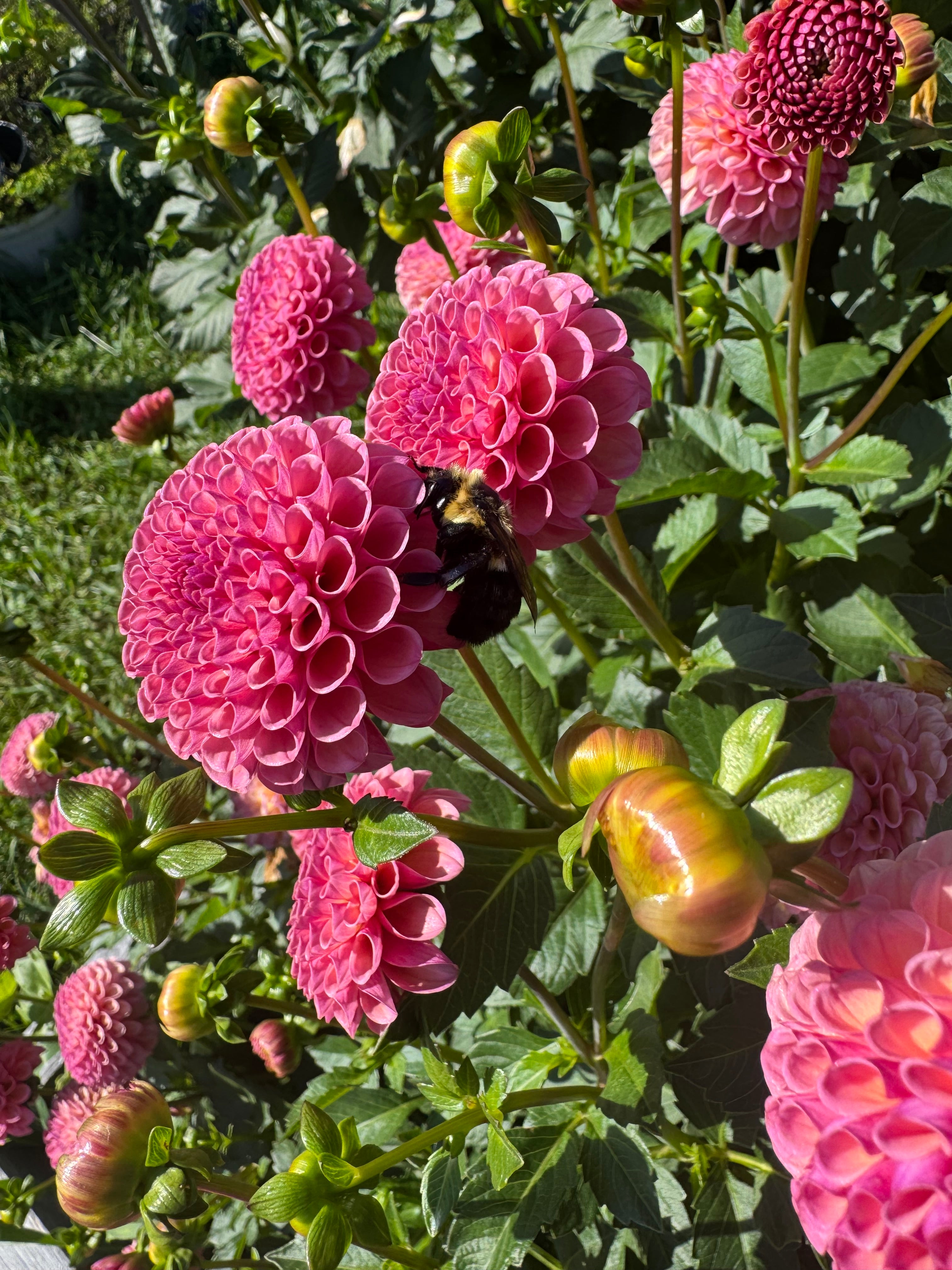 Koko Puff Dahlia Tuber