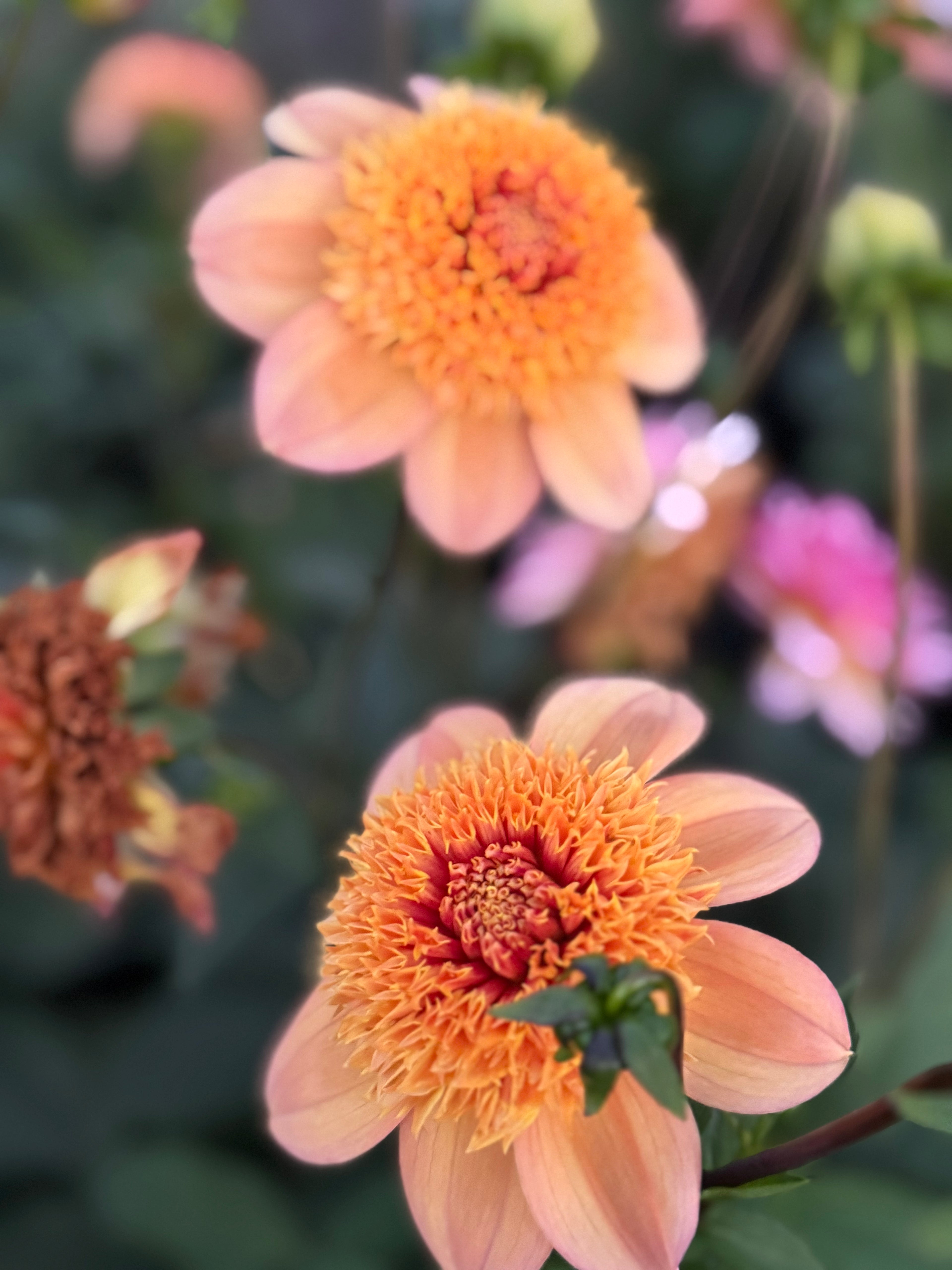Sandia Brocade Dahlia Tuber