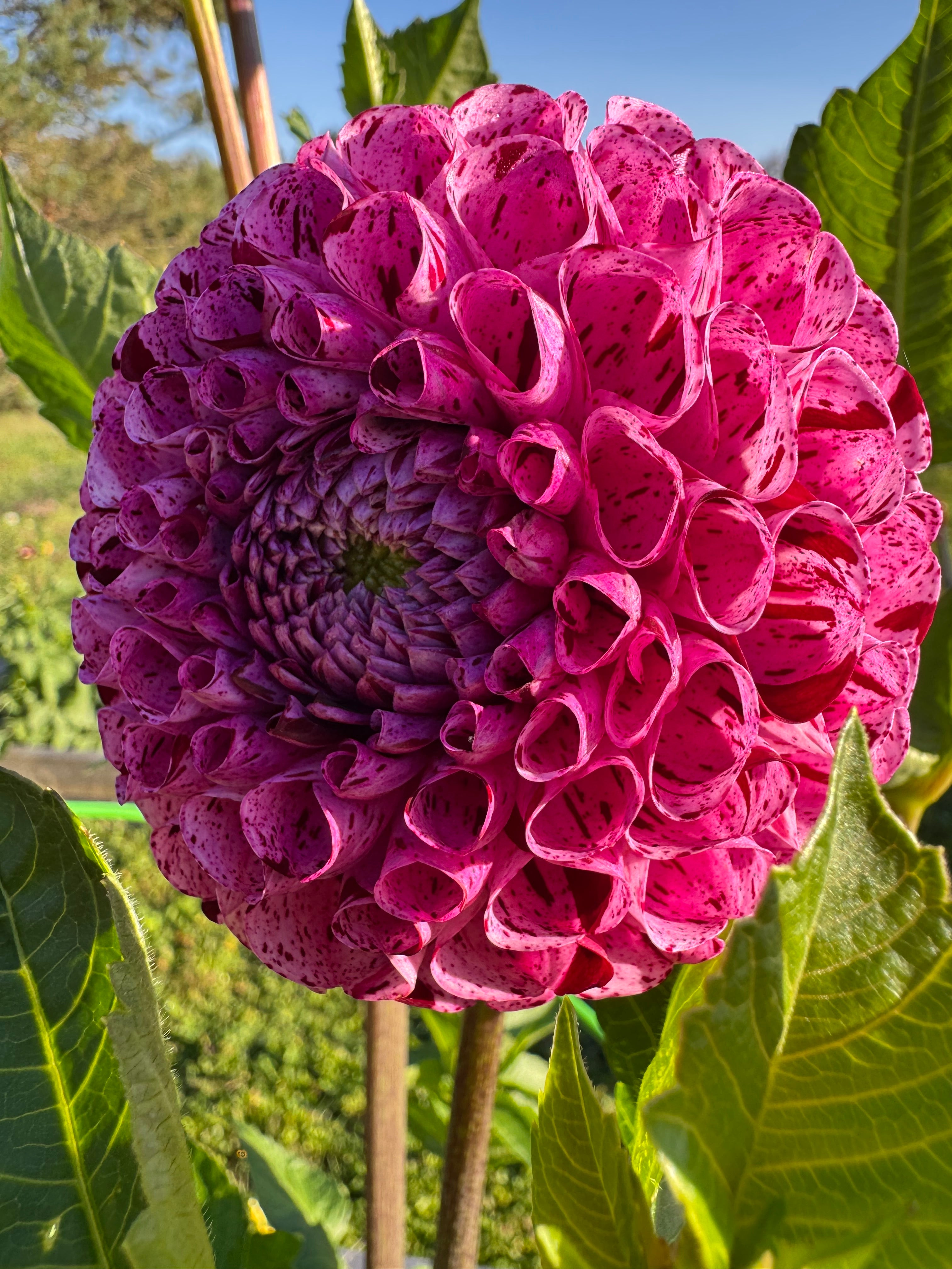 Snoho Les Dahlia Tuber