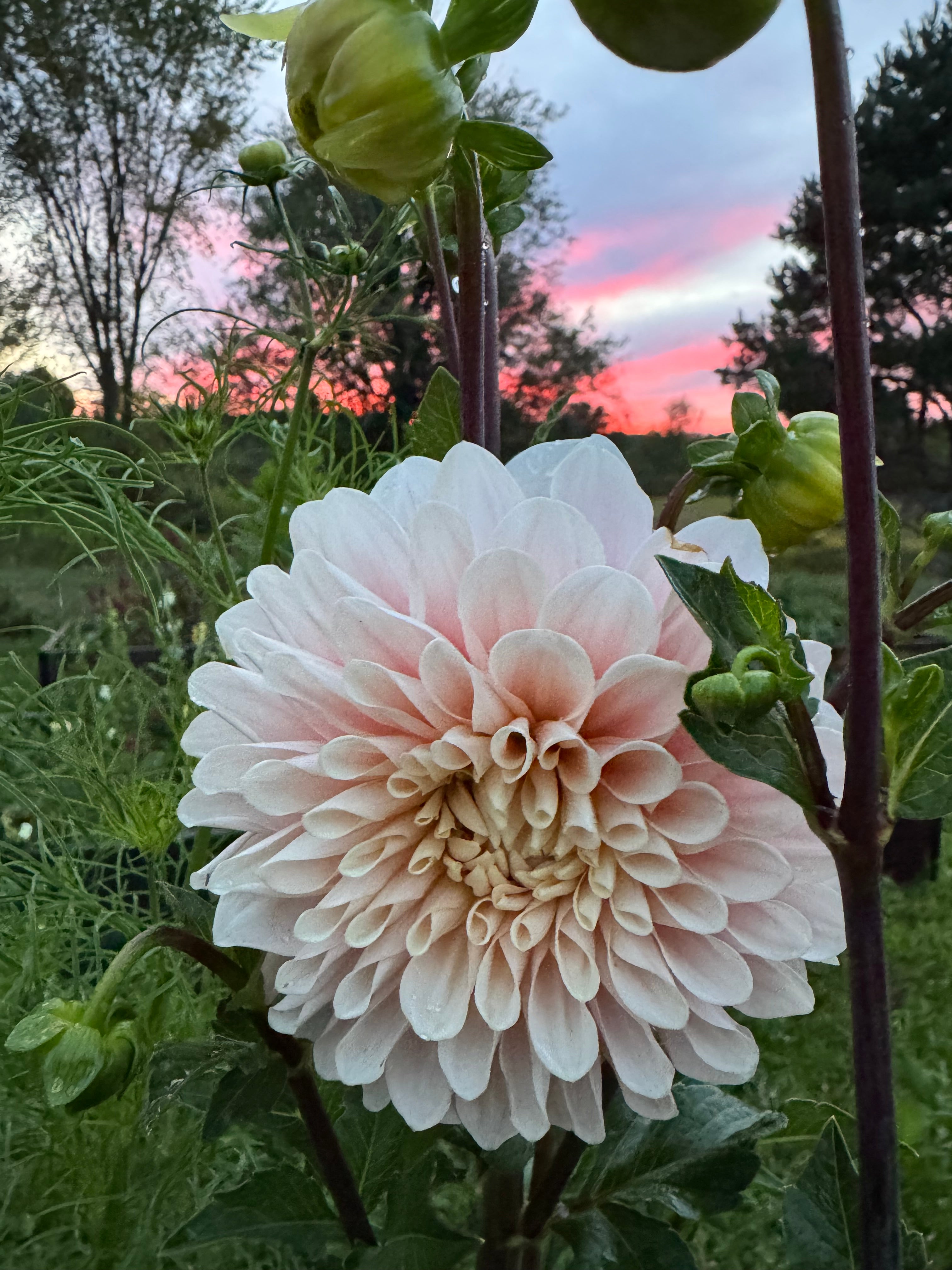 Sweet Natalie Dahlia Tuber