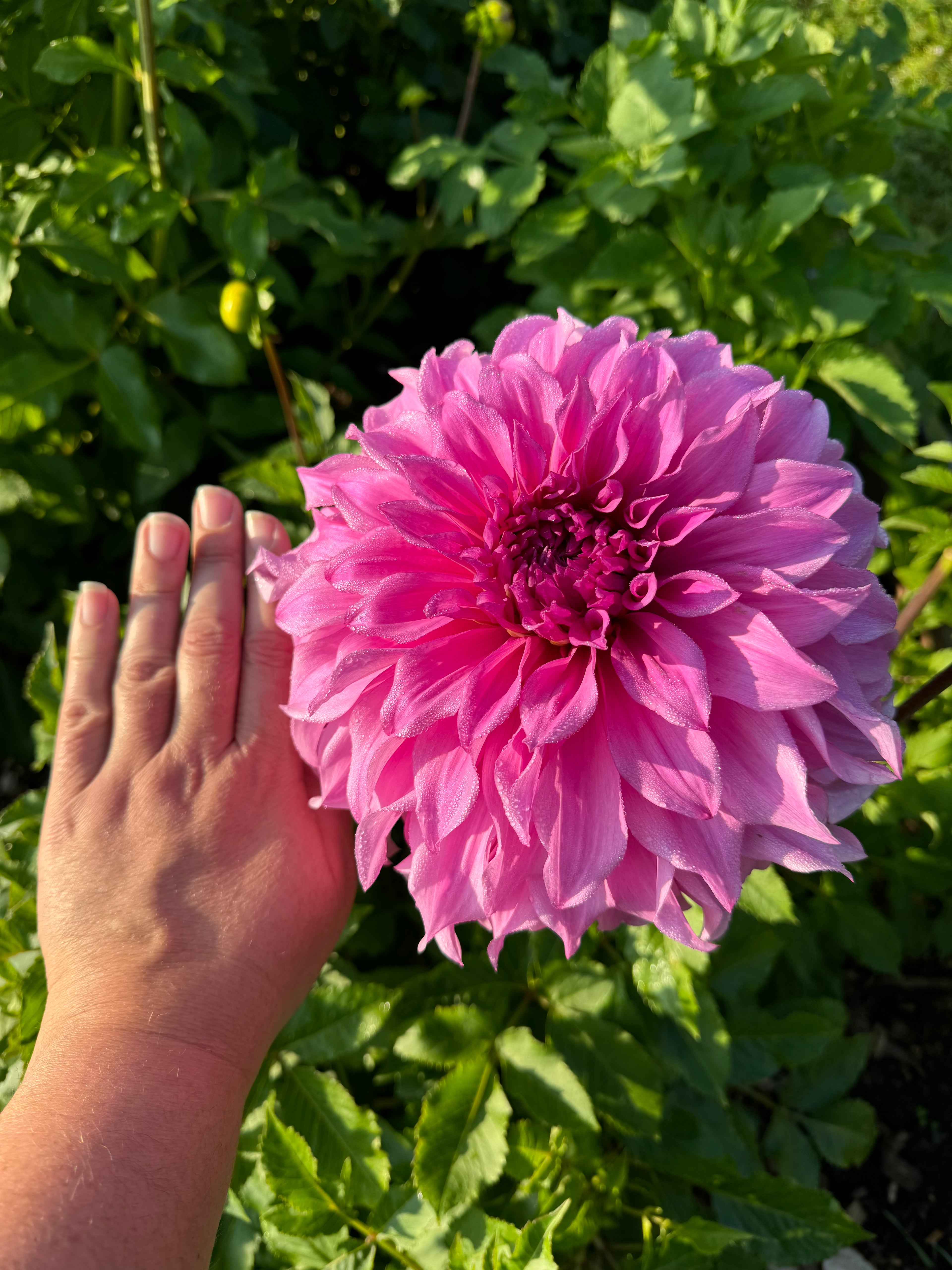 Vassio Meggos Dahlia Tuber