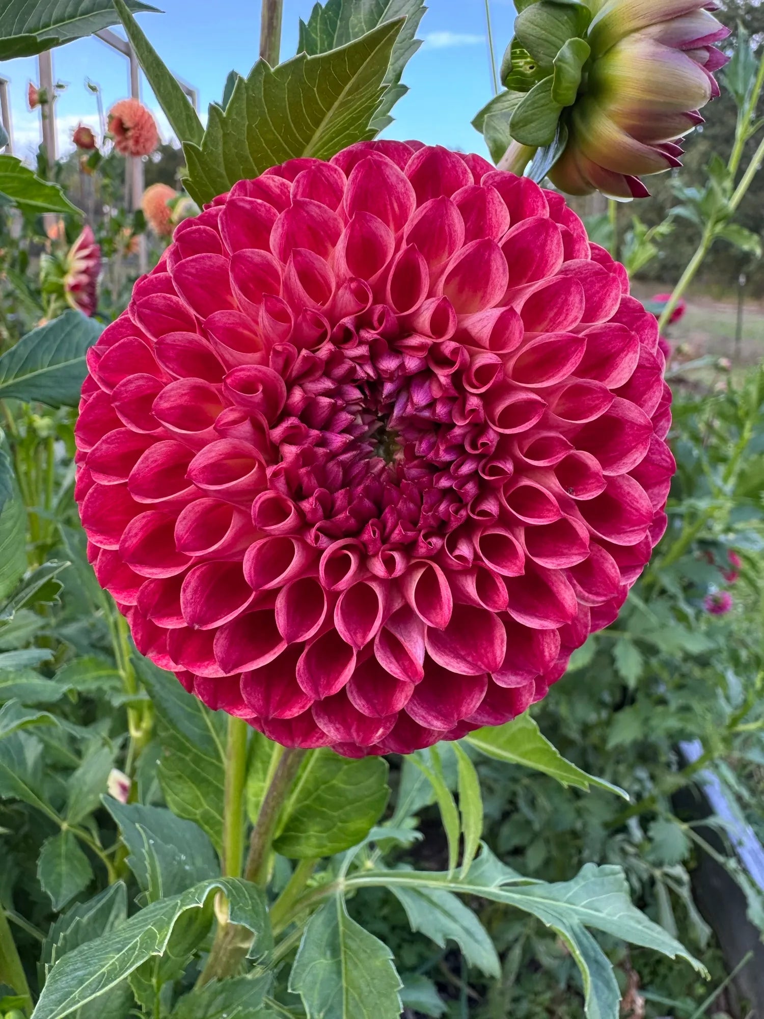 Spellbreaker Dahlia Tuber