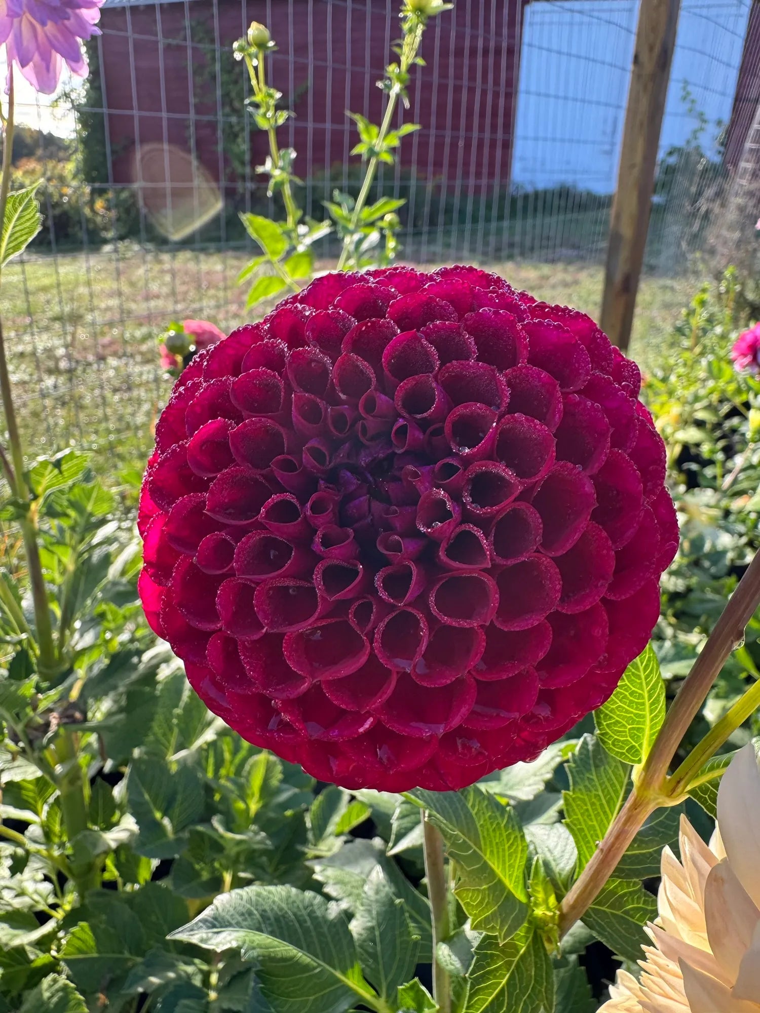 Ivanetti Dahlia Tuber