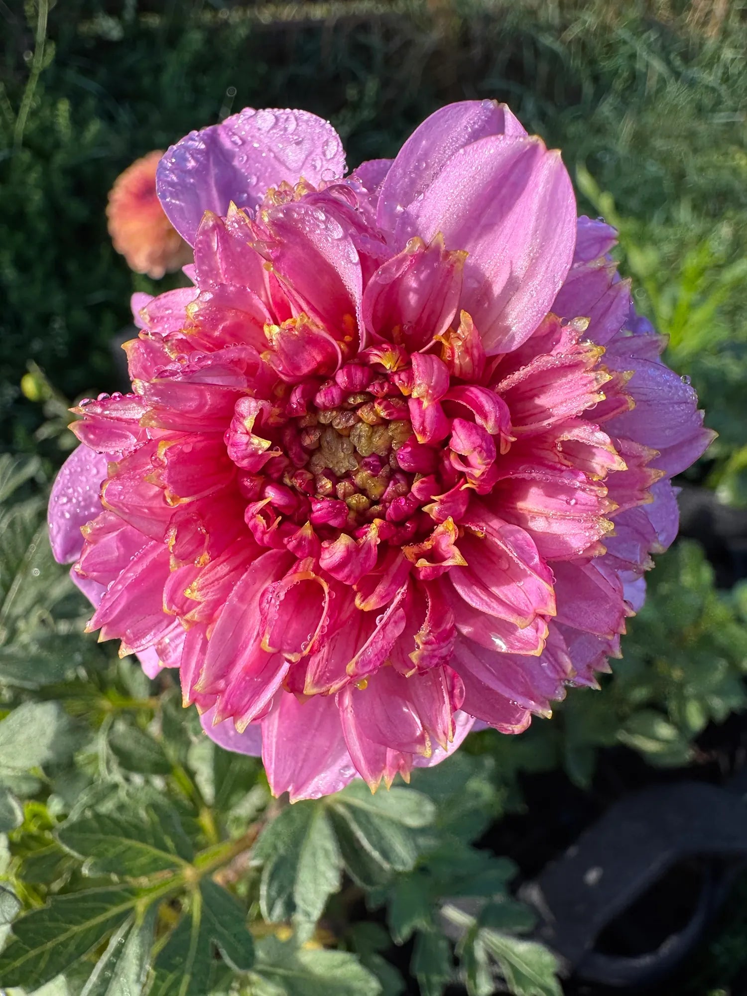 EV Puff and Stuff Dahlia Tuber