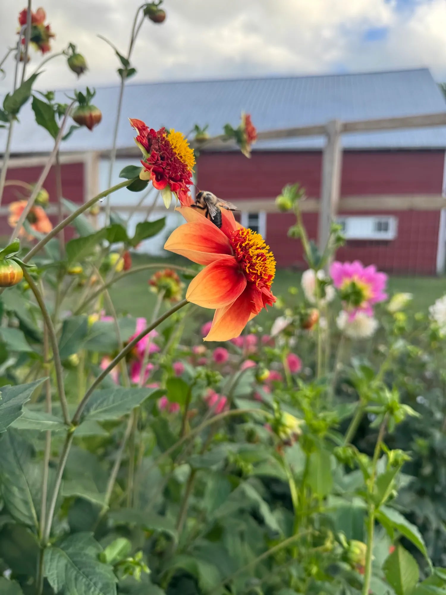 Giddy Up Dahlia Tuber