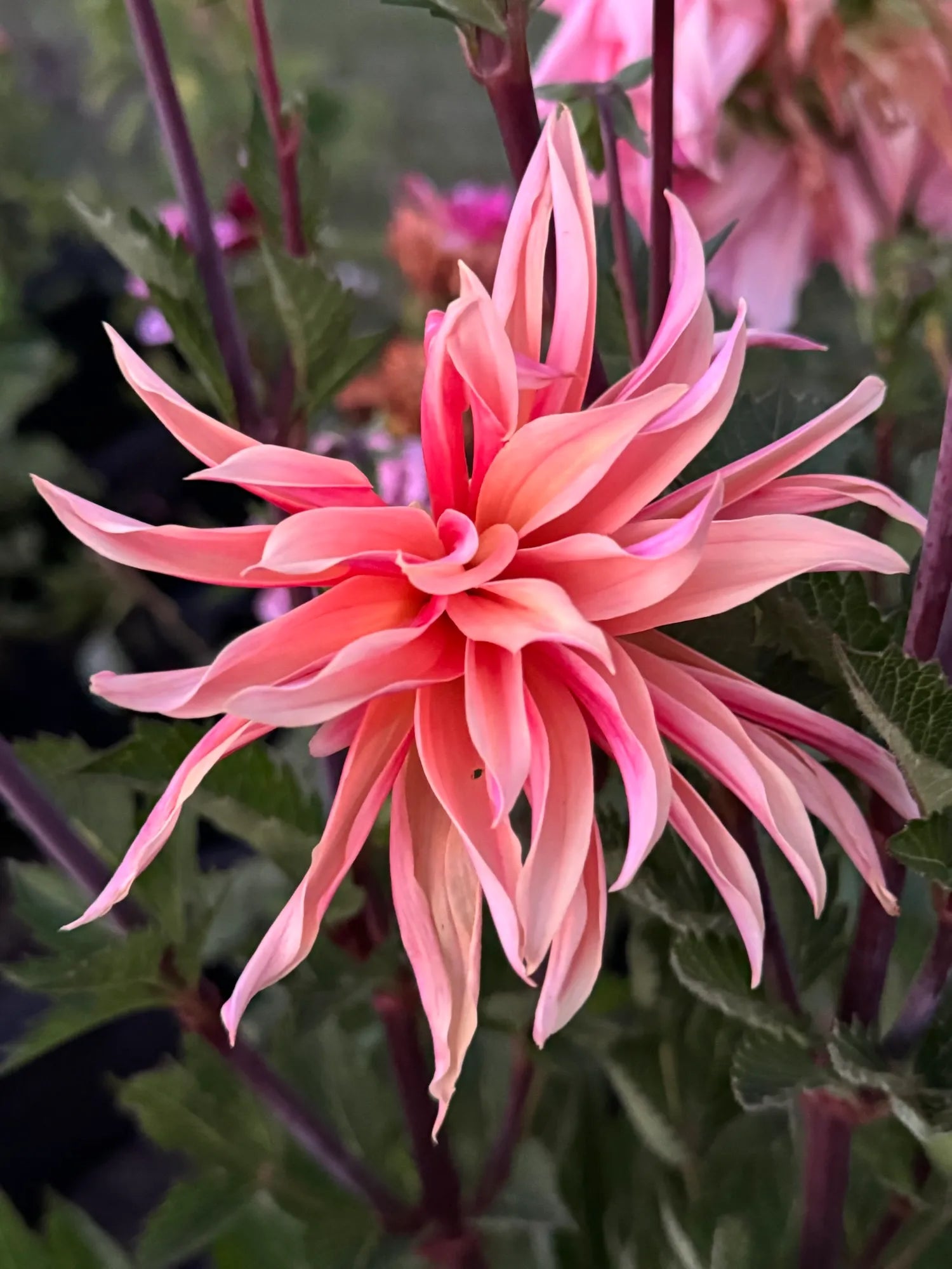 Labyrinth Dahlia Tuber