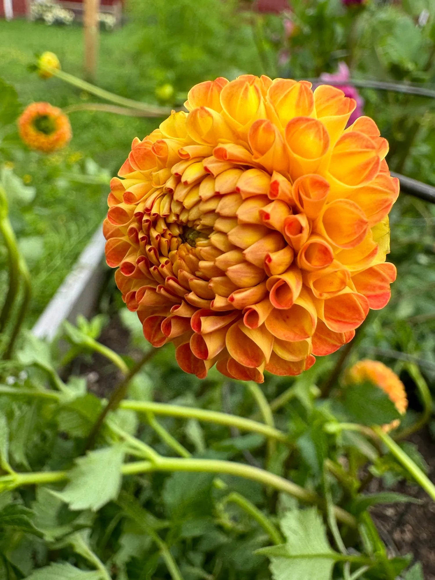 Cornell Bronze Dahlia Tuber