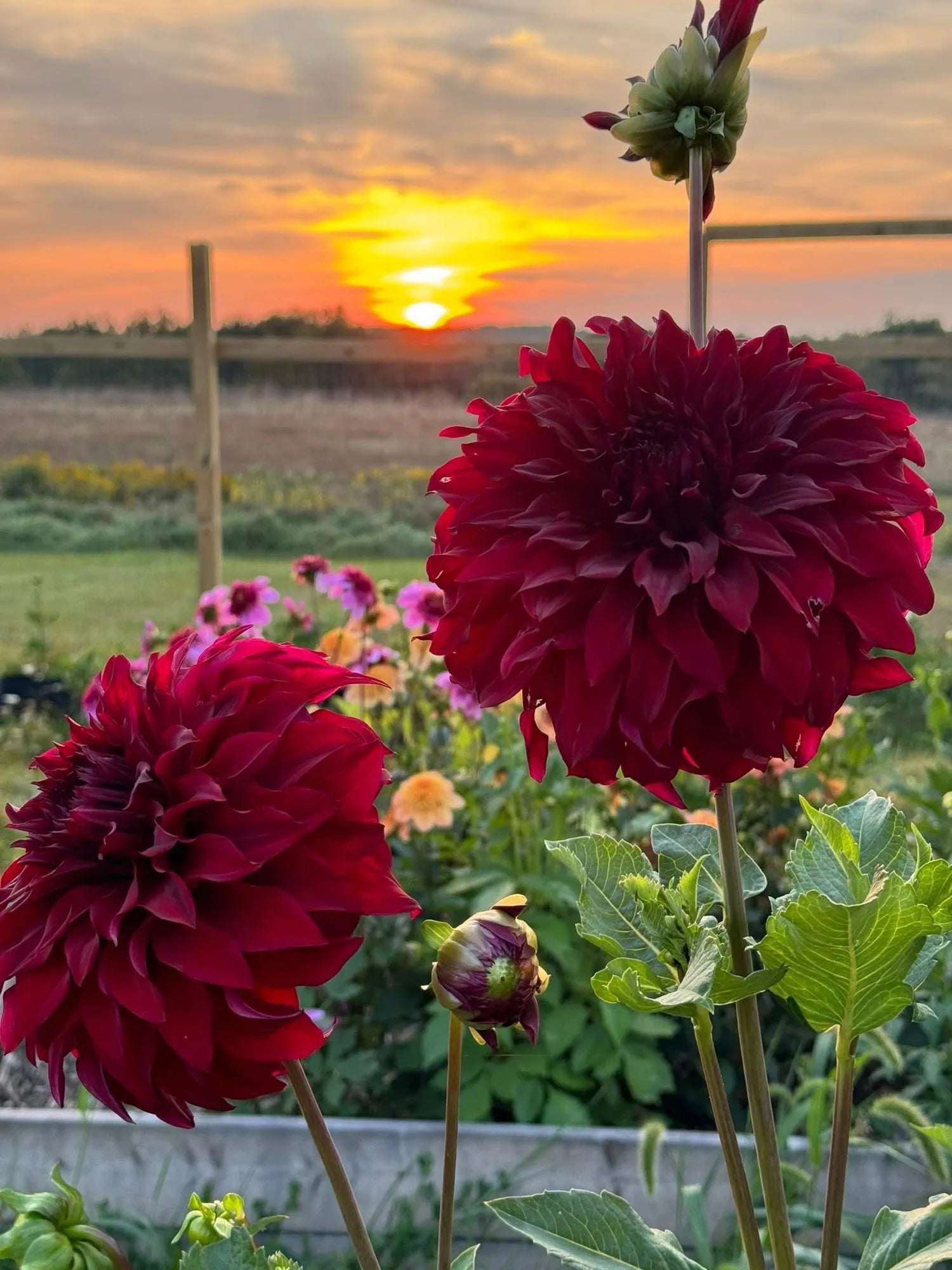 Spartacus Dahlia Tuber